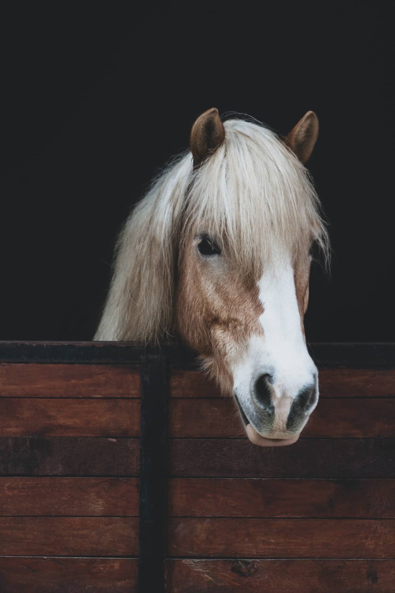 Horse shampoo and conditioner - how to choose - Dead Sea Shampoo